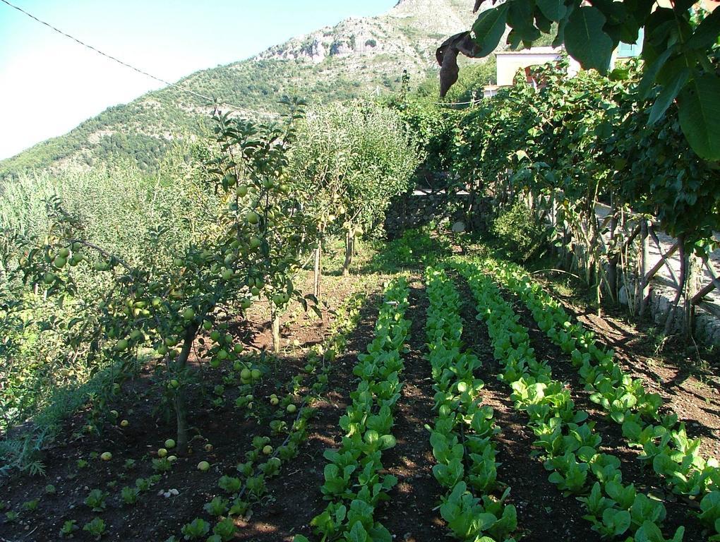 Villa Agriturismo La Ginestra Vico Equense Exterior foto